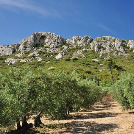 Van Gogh landscapes in the Alpilles of Provence on a gentle winter walking holiday with The Carter Company