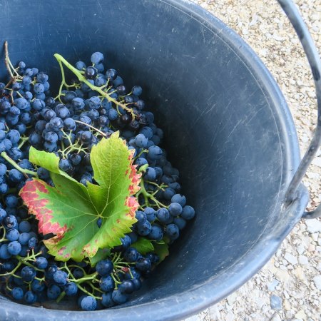 A wine lovers dream walking tour through the vineyards of La Côte d’Or in Burgundy a region famed for its eqquisite wines.